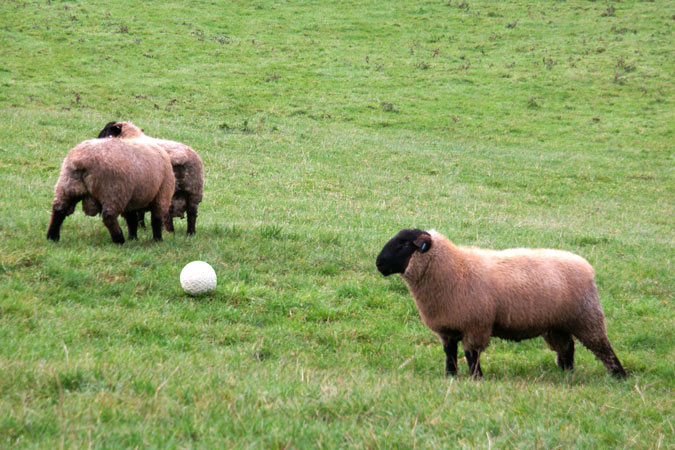 Back to the flock Savage artist studio