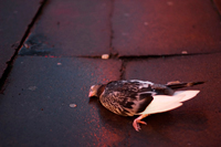 Dead pigeon Savage studio